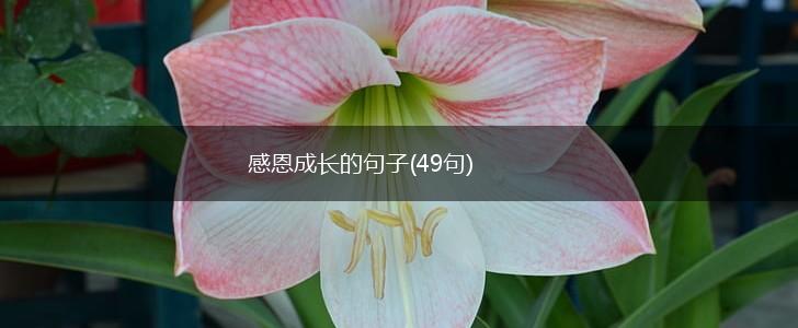 感恩成长的句子(49句),第1张
