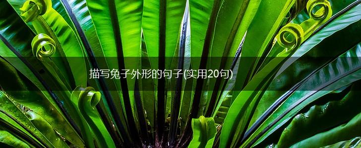 描写兔子外形的句子(实用20句),第1张