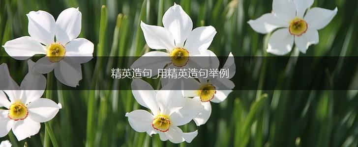 精英造句_用精英造句举例,第1张 精英造句_用精英造句举例,第1张