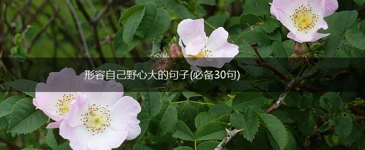 形容自己野心大的句子(必备30句),第1张