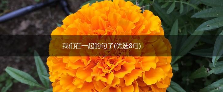 我们在一起的句子(优选8句),第1张