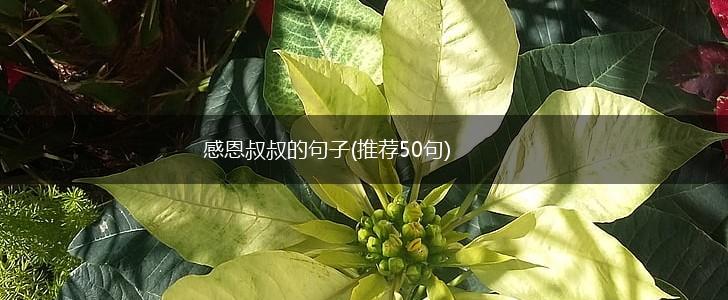 感恩叔叔的句子(推荐50句),第1张