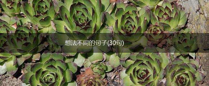 想法不同的句子(30句),第1张