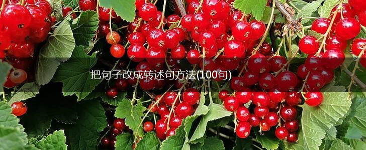 把句子改成转述句方法(100句),第1张
