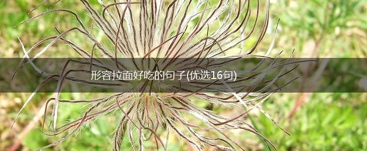 形容拉面好吃的句子(优选16句),第1张