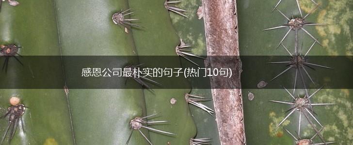 感恩公司最朴实的句子(热门10句),第1张