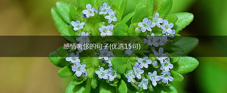 感情奢侈的句子(优选15句),第1张