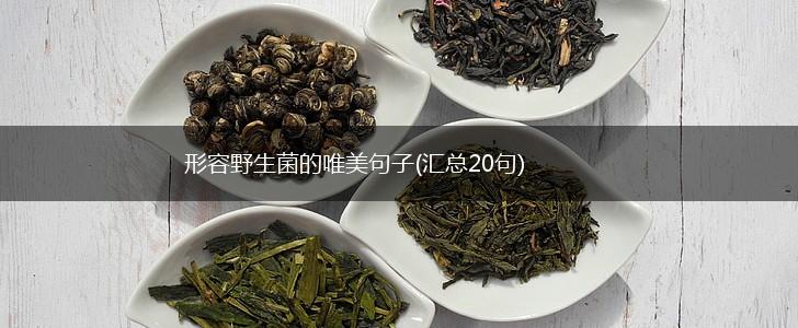 形容野生菌的唯美句子(汇总20句),第1张
