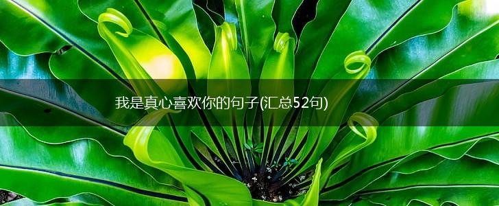 我是真心喜欢你的句子(汇总52句),第1张