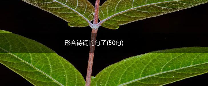 形容诗词的句子(50句),第1张