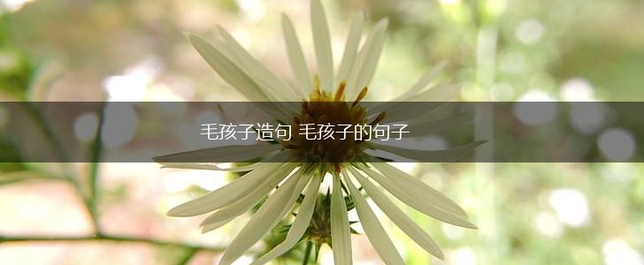 毛孩子造句 毛孩子的句子,第1张 毛孩子造句 毛孩子的句子,第1张