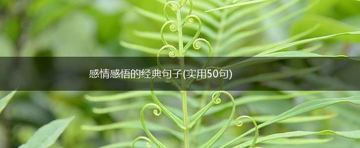 感情感悟的经典句子(实用50句),第1张