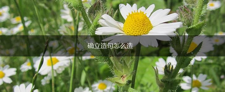 确立造句怎么造,第1张 确立造句怎么造,第1张