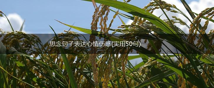思念句子表达心情伤感(实用50句),第1张
