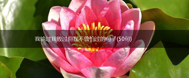 我输过我败过但我不曾怕过的句子(50句),第1张
