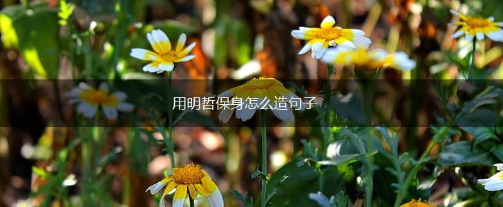 用明哲保身怎么造句子,第1张 用明哲保身怎么造句子,第1张