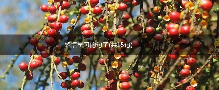 感悟学习的句子(共15句),第1张