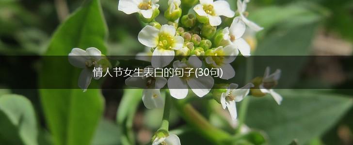 情人节女生表白的句子(30句),第1张