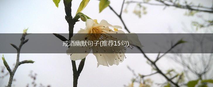 戒酒幽默句子(推荐15句),第1张