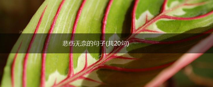 悲伤无奈的句子(共20句),第1张