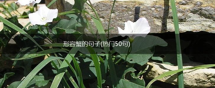 形容蟹的句子(热门50句),第1张
