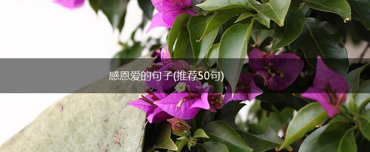 感恩爱的句子(推荐50句),第1张