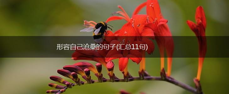 形容自己沧桑的句子(汇总11句),第1张