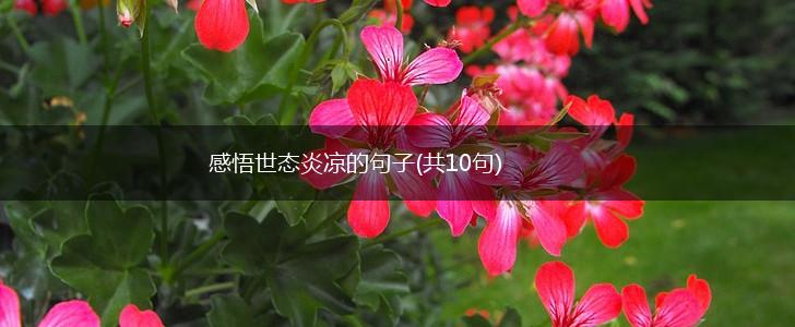 感悟世态炎凉的句子(共10句),第1张