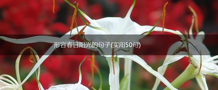 形容春日阳光的句子(实用50句),第1张