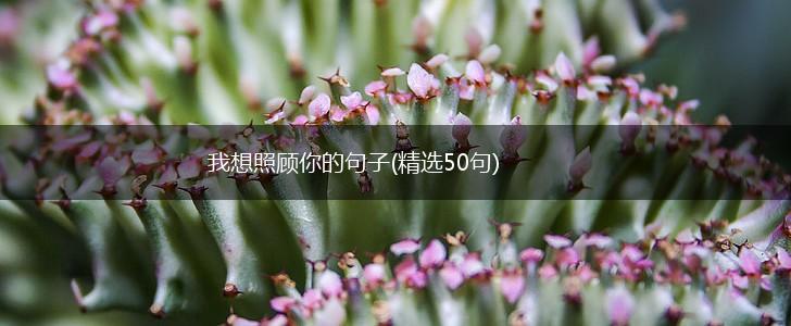 我想照顾你的句子(精选50句),第1张