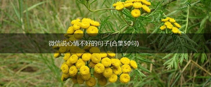 微信说心情不好的句子(合集50句),第1张