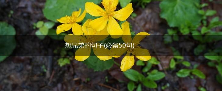 想兄弟的句子(必备50句),第1张