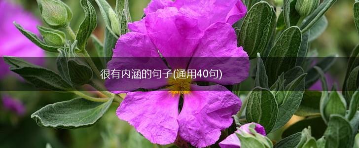 很有内涵的句子(通用40句),第1张