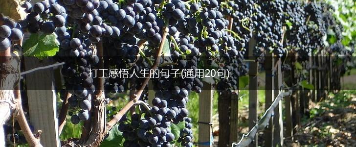 打工感悟人生的句子(通用20句),第1张
