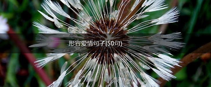 形容爱情句子(50句),第1张