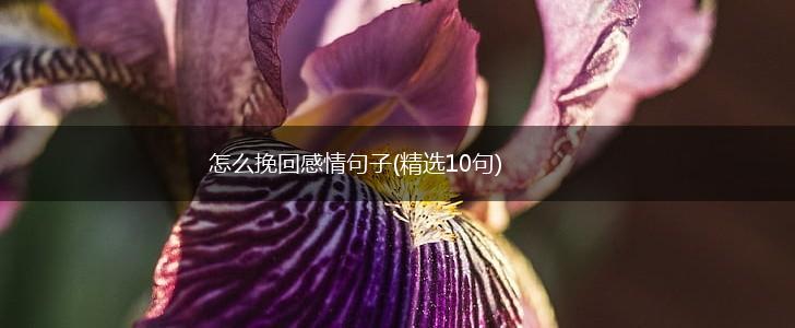 怎么挽回感情句子(精选10句),第1张