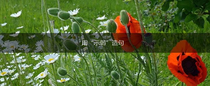 用“示弱”造句,第1张 用“示弱”造句,第1张