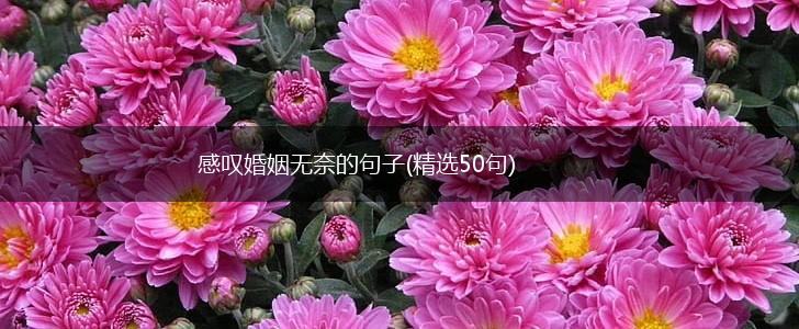 感叹婚姻无奈的句子(精选50句),第1张