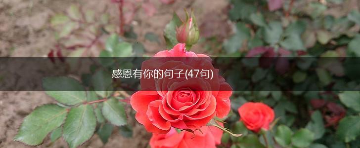 感恩有你的句子(47句),第1张