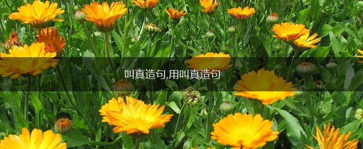 叫真造句,用叫真造句,第1张 叫真造句,用叫真造句,第1张