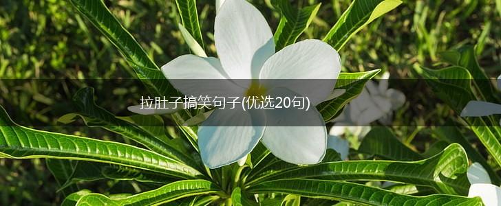 拉肚子搞笑句子(优选20句),第1张