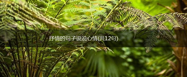 抒情的句子说说心情(共12句),第1张