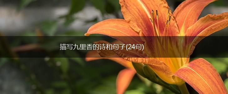 描写九里香的诗和句子(24句),第1张