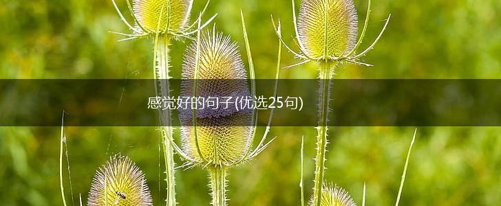 感觉好的句子(优选25句),第1张