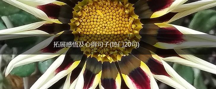 拓展感悟及心得句子(热门20句),第1张