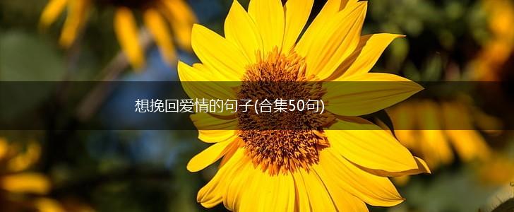 想挽回爱情的句子(合集50句),第1张