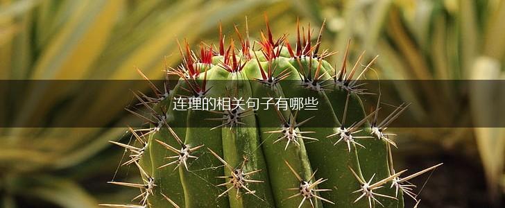 连理的相关句子有哪些,第1张 连理的相关句子有哪些,第1张