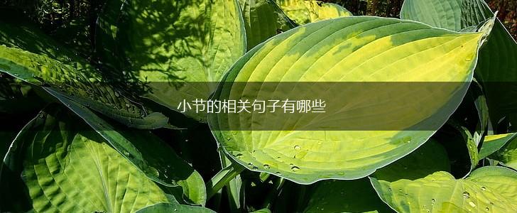 小节的相关句子有哪些,第1张 小节的相关句子有哪些,第1张