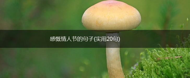 感慨情人节的句子(实用20句),第1张