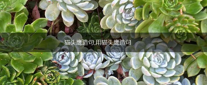 猫头鹰造句,用猫头鹰造句,第1张 猫头鹰造句,用猫头鹰造句,第1张